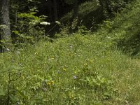 Anthocharis cardamines 25, Oranjetipje, habitat, F, Isère, Gresse-en-Vercors, La Ville, Saxifraga-Marijke Verhagen