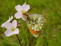 Anthocharis cardamines 28, Oranjetipje, male,  with Xysticus cristatus, Vlinderstichting-Henk Bosma