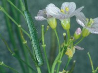 Anthocharis cardamines 3, Oranjetipje, caterpillar, Vlinderstichting-Wim Rubers