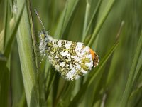 Anthocharis cardamines 30, Oranjetipje, male, Vlinderstichting-Henk Bosma