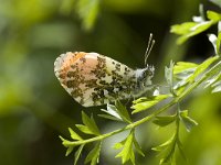 Anthocharis cardamines 32, Oranjetipje, male, Vlinderstichting-Henk Bosma