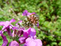 Anthocharis cardamines 33, Oranjetipje, male, Vlinderstichting-Henk Bosma