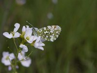 Anthocharis cardamines 34, Oranjetipje, male, Vlinderstichting-Henk Bosma