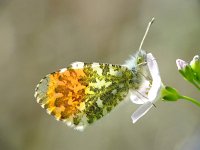 Anthocharis cardamines 35, Oranjetipje, male, Vlinderstichting-Henk Bosma