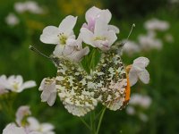 Anthocharis cardamines 37, Oranjetipje, male, Saxifraga-Hans Dekker