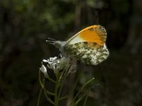 Anthocharis cardamines 38, Oranjetipje, male, Saxifraga-Jan van der Straaten