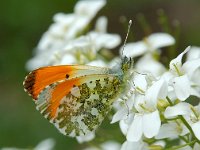 Anthocharis cardamines 39, Oranjetipje, male, Saxifraga-Willem van Kruijsbergen