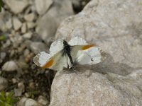 Anthocharis cardamines 4, Oranjetipje, Saxifraga-Marijke Verhagen