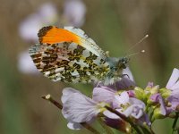 Anthocharis cardamines 40, Oranjetipje, male, Vlinderstichting-Joost Uittenbogaard