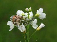 Anthocharis cardamines 41, Oranjetipje, male, Vlinderstichting-Kars Veling