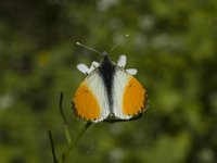 Anthocharis cardamines 43, Oranjetipje, male, Saxifraga-Marijke Verhagen