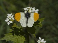 Anthocharis cardamines 44, Oranjetipje, male, Saxifraga-Jan van der Straaten