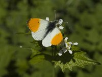 Anthocharis cardamines 45, Oranjetipje, male, Saxifraga-Marijke Verhagen