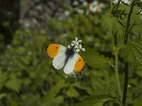 Anthocharis cardamines 46, Oranjetipje, male, Saxifraga-Marijke Verhagen