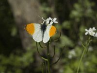 Anthocharis cardamines 47, Oranjetipje, male, Saxifraga-Marijke Verhagen