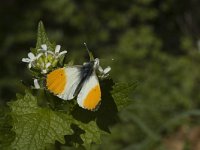 Anthocharis cardamines 49, Oranjetipje, male, Saxifraga-Marijke Verhagen