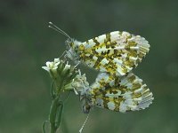 Anthocharis cardamines 5, Oranjetipje, Vlinderstichting-Kars Veling