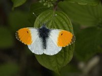 Anthocharis cardamines 51, Oranjetipje, male, Saxifraga-Marijke Verhagen