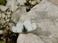 Anthocharis cardamines 54, Oranjetipje, display, Saxifraga-Marijke Verhagen