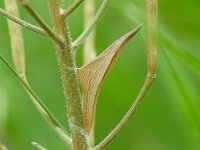 Anthocharis cardamines 58, Oranjetipje, pupa, Vlinderstichting-Henk Bosma