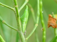 Anthocharis cardamines 59, Oranjetipje, pupa, Vlinderstichting-Henk Bosma