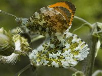 Anthocharis cardamines 6, Oranjetipje, Saxifraga-Marijke Verhagen