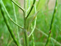 Anthocharis cardamines 61, Oranjetipje, pupa, Vlinderstichting-Henk Bosma