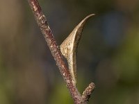 Anthocharis cardamines 63, Oranjetipje, pupa, Vlinderstichting-Kars Veling