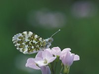 Anthocharis cardamines 64, Oranjetipje, Vlinderstichting-Harold van den Oetelaar