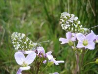 Anthocharis cardamines 68, Oranjetipje, Saxifraga-Arthur van Dijk