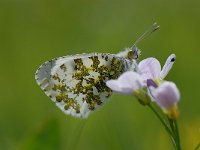 Anthocharis cardamines 69, Oranjetipje, Saxifraga-Arthur van Dijk