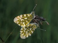 Anthocharis cardamines 7, Oranjetipje, Vlinderstichting-Kars Veling