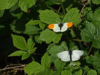 Anthocharis cardamines 71, Oranjetipje, Saxifraga-Rudmer Zwerver