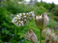 Anthocharis cardamines 72, Oranjetipje, Saxifraga-Rudmer Zwerver