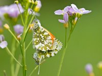 mating orange tip butterflies  Pair of mating orange tip butterflies (Anthocharis cardamines) on cuckoo flowers : Anthocharis cardamines, Netherlands, animal, anthocharis, beautiful, beauty, breeding, butterfly, cardamine, closeup, couple, cuckoo, fauna, female, field, flower, grass, green, habitat, insect, lady, lilac, macro, male, mate, mating, natural, nature, orange, pair, pink, plant, pratensis, purple, reproduction, spring, summer, tip, wild, wildlife, wing