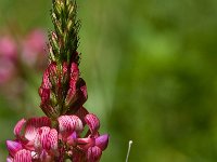 Anthocharis cardamines 75, Oranjetipje, Saxifraga-Rik Kruit