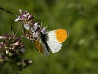 Anthocharis cardamines 77, Oranjetipje, male, Saxifraga-Willem van Kruijsbergen