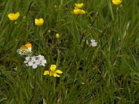 Anthocharis cardamines 79, Oranjetipje, Saxifraga-Jan van der Straaten