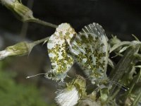 Anthocharis cardamines 8, Oranjetipje, Saxifraga-Marijke Verhagen