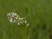 Anthocharis cardamines 82, Oranjetipje, Saxifraga-Jan van der Straaten