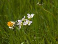 Anthocharis cardamines 83, Oranjetipje, Saxifraga-Jan van der Straaten