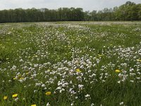 Anthocharis cardamines 84, Oranjetipje, habitat, NL, Noord-Brabant, Best, De Scheeken, Saxifraga-Jan van der Straaten