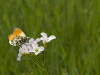 Anthocharis cardamines 85, Oranjetipje, Saxifraga-Jan van der Straaten