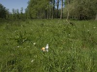 Anthocharis cardamines 88, Oranjetipje, habitat, NL, Noord-Brabant, Oirschot, De Scheeken, Saxifraga-Jan van der Straaten