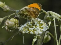 Anthocharis cardamines 9, Oranjetipje, Saxifraga-Marijke Verhagen