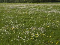 Anthocharis cardamines 93, Oranjetipje, habitat, NL, Noord-Brabant, Best, De Scheeken, Saxifraga-Jan van der Straaten