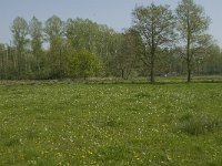 Anthocharis cardamines 96, Oranjetipje, habitat, NL, Noord-Brabant, Best, De Scheeken, Saxifraga-Jan van der Straaten