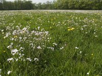 Anthocharis cardamines 97, Oranjetipje, habitat, NL, Noord-Brabant, Best, De Scheeken, Saxifraga-Jan van der Straaten