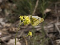 Anthocharis euphenoides 2, Geel oranjetipje, female, Vlinderstichting-Kars Veling