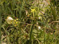 Anthocharis euphenoides 5, Geel oranjetipje, female, Saxifraga-Jan van der Straaten